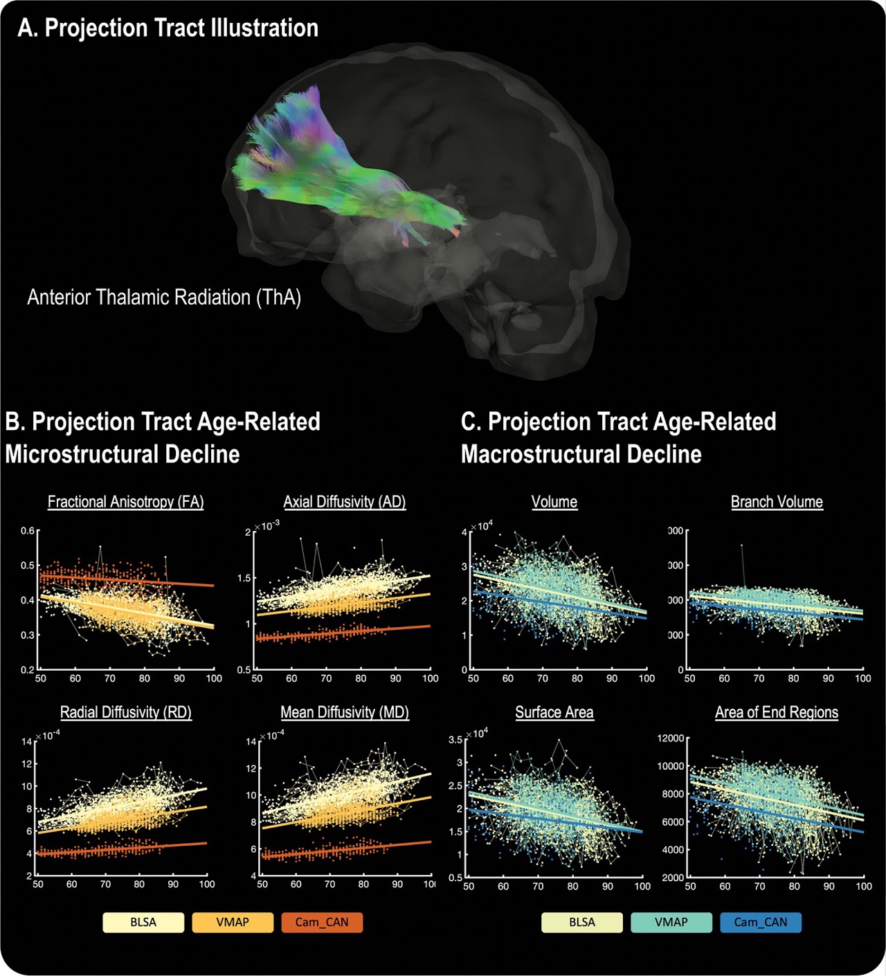Projection tract illustration and age-related microstructural and macrostructural measurements