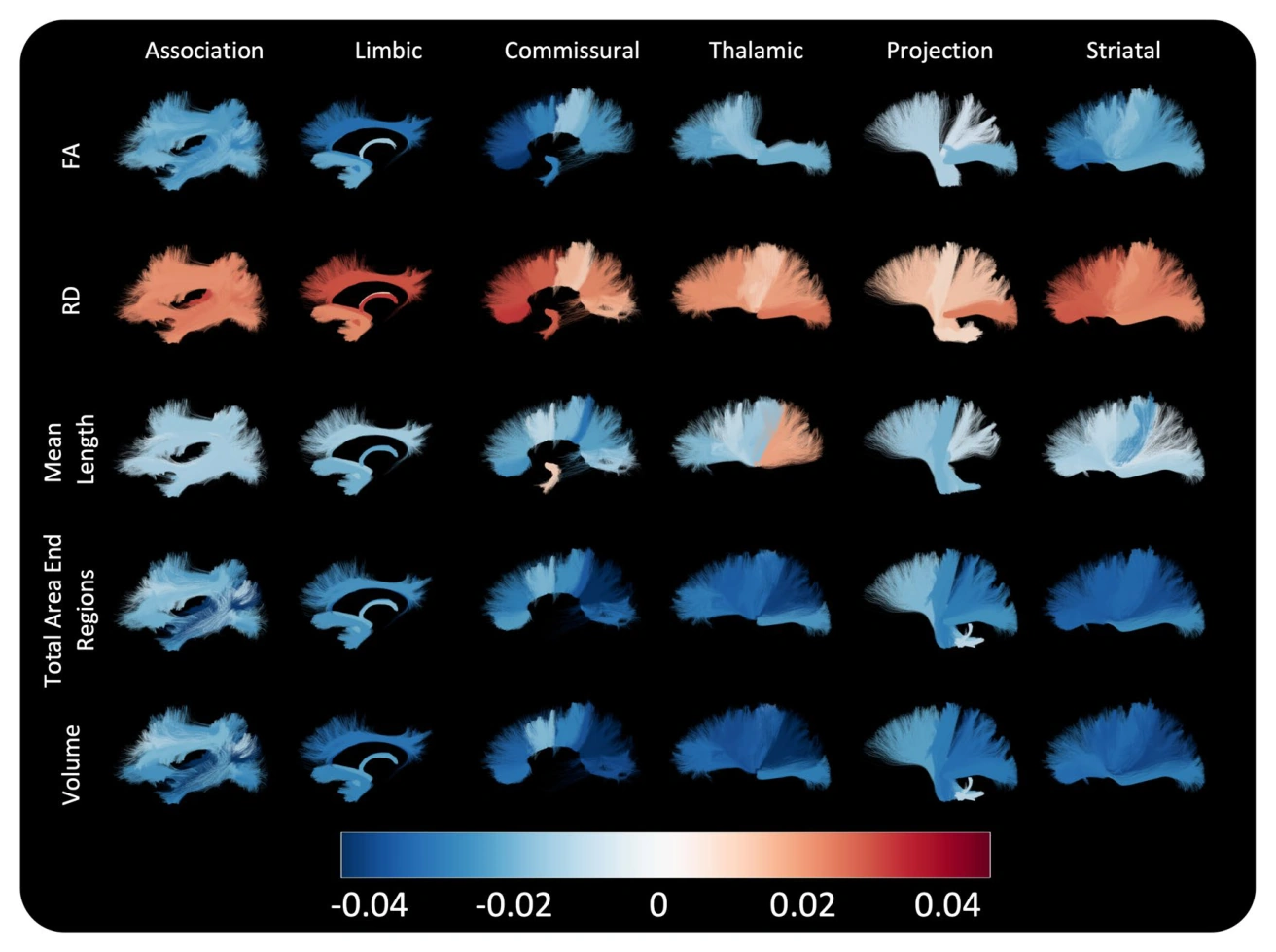 White matter pathways colored by age associations with microstructural and shape measurements.