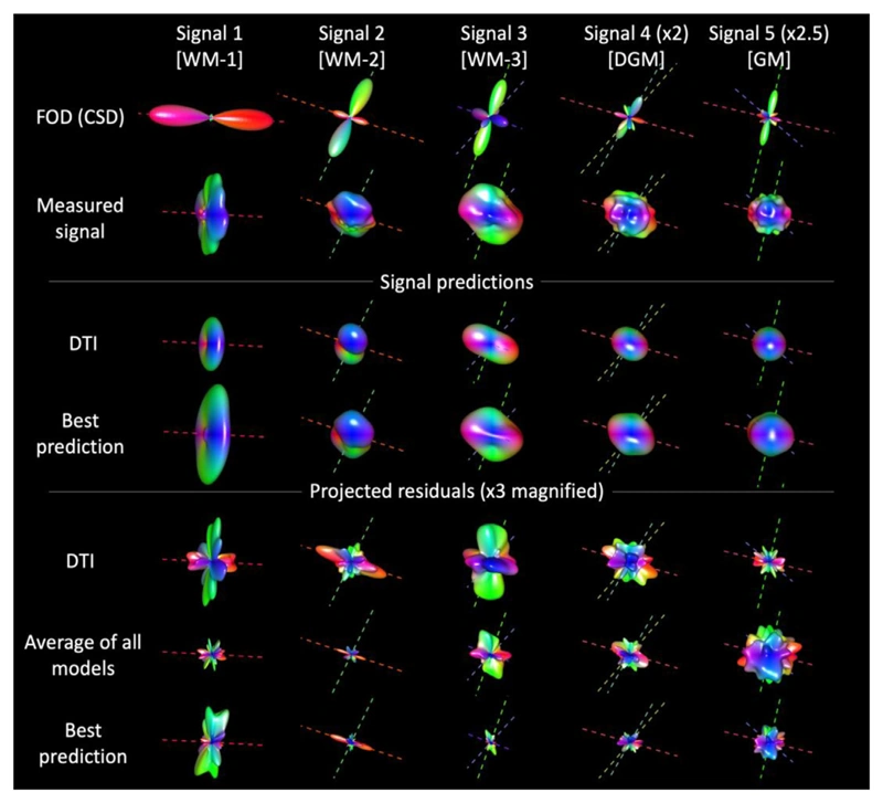 Measured and predicted diffusion signals compared across models and tissue configurations.