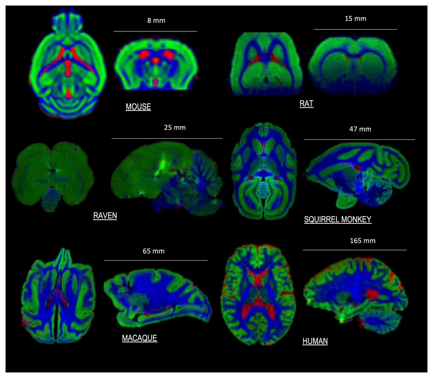 Diffusion MRI across small-animal models illustrates differences in brain size, geometry, and tissue organization.