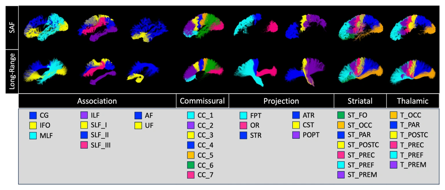 Short association fibers mapped relative to long-range white matter pathways.