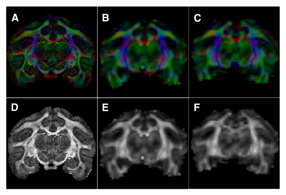 Repeated in vivo and ex vivo diffusion orientation and anisotropy maps of the same squirrel monkey brain.