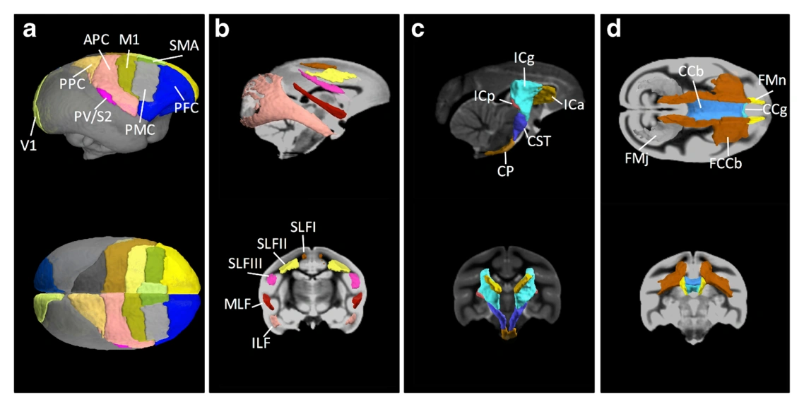 Surface renderings of cortical and white matter labels in the VALiDATe29 squirrel monkey atlas.