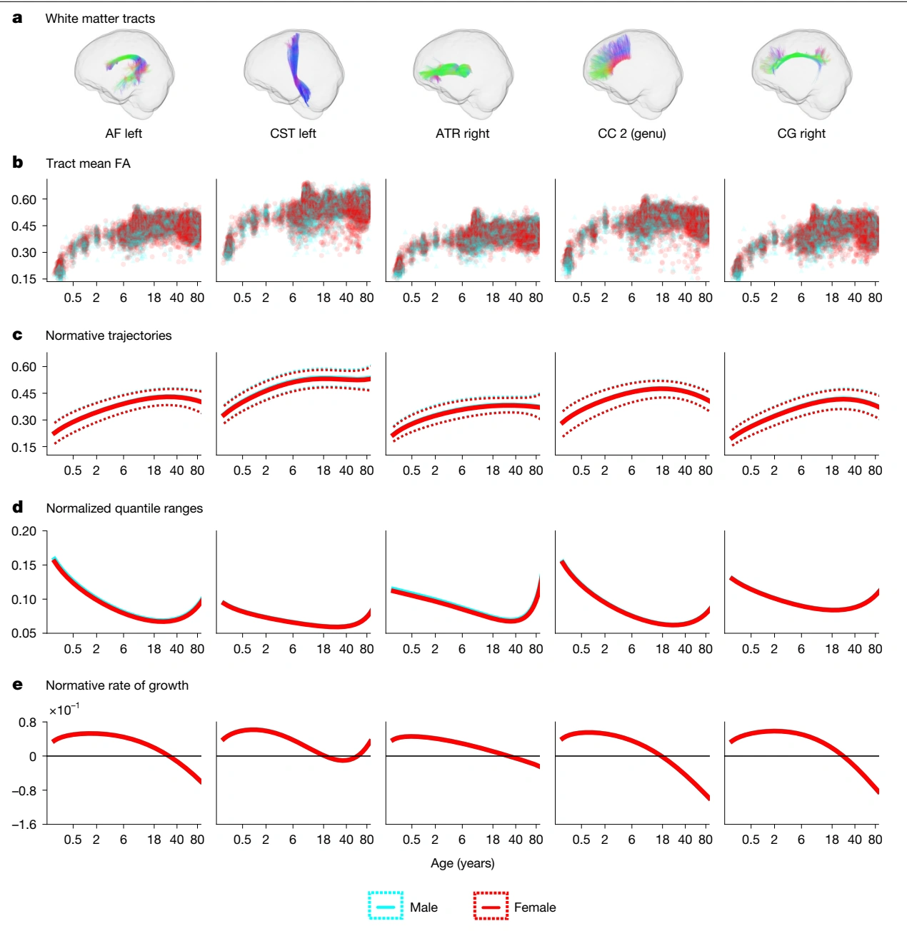 Lifespan trajectories of white matter microstructure across major brain pathways.
