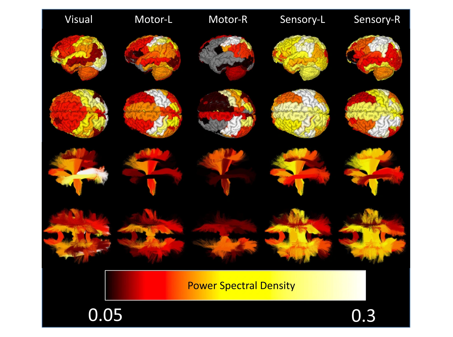 Task-locked BOLD signal changes mapped across gray matter regions and white matter pathways.